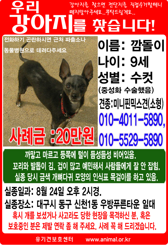 대구 동구, 수성구, 중구, 북구(청구네거리) 일대 깜돌이를 찾습니다!!