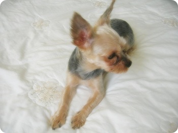 부산사사상구덕포동요크셔테리아여자아이