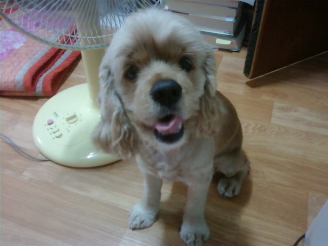 코카스패니얼(여, 2세)를 찾습니다.