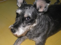 경기도 일산에서.암컷 슈나우저 보호중