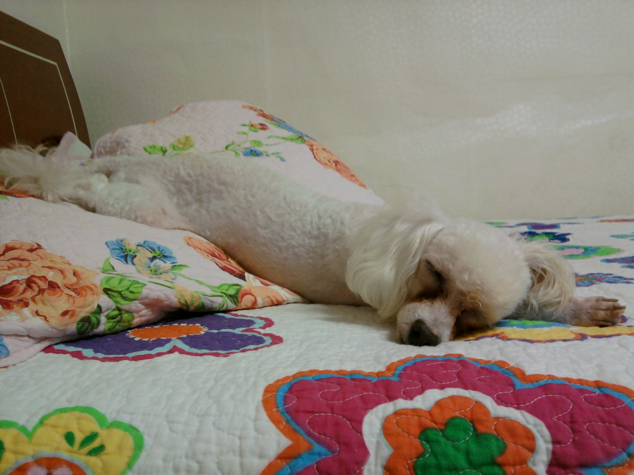 서울 광진구 중곡1동 제일시장부근 흰색푸들 암컷 찾습니다