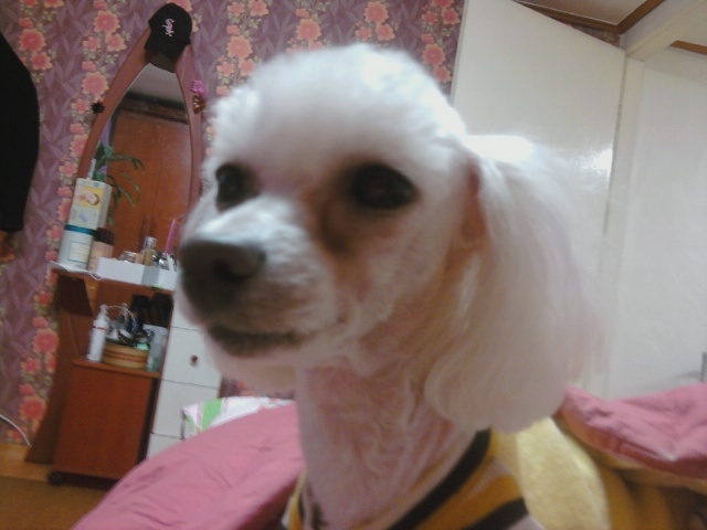 서울 광진구 중곡1동 제일시장부근 흰색푸들 암컷 찾습니다