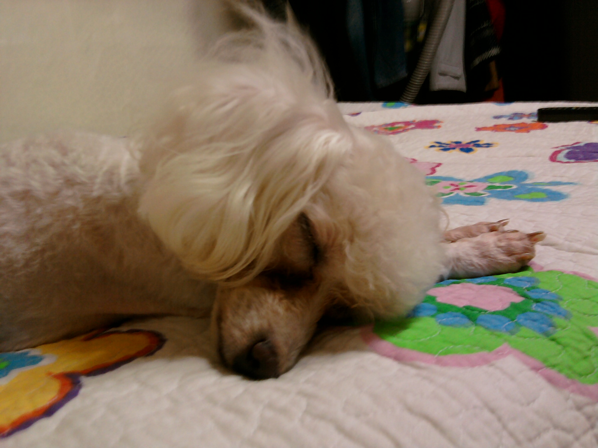 서울 광진구 중곡1동 제일시장부근 흰색푸들 암컷 찾습니다