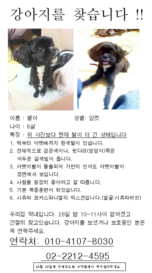 성동구송정동,믹스견 별이를 찾습니다