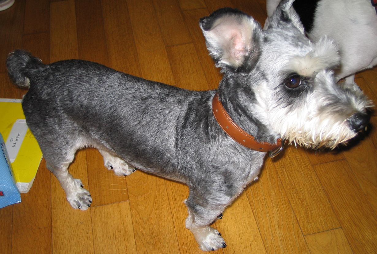 슈나우저 보호중-숫컷중성화수술함