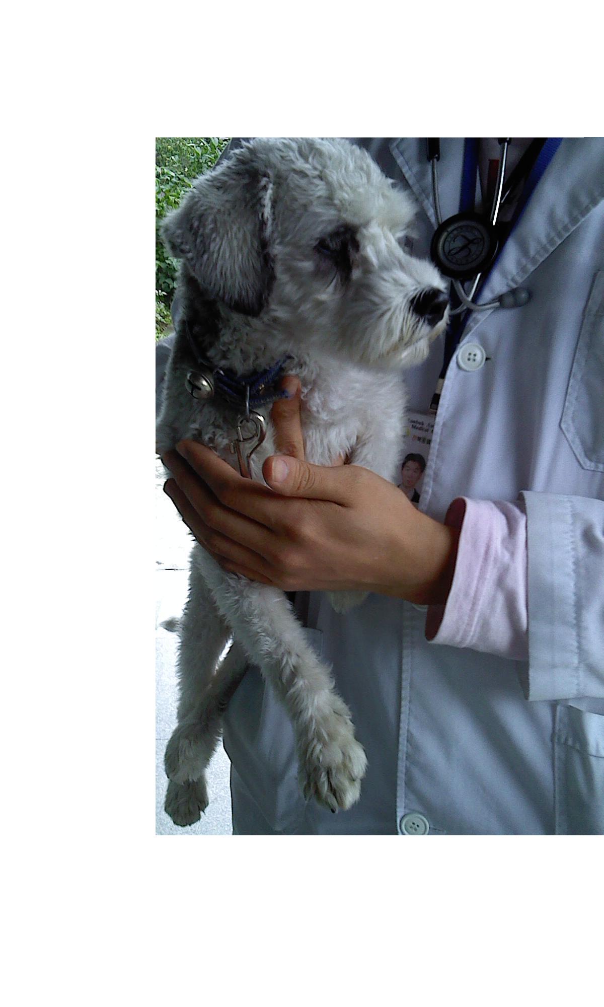 <전주> 유기견을발견했어요