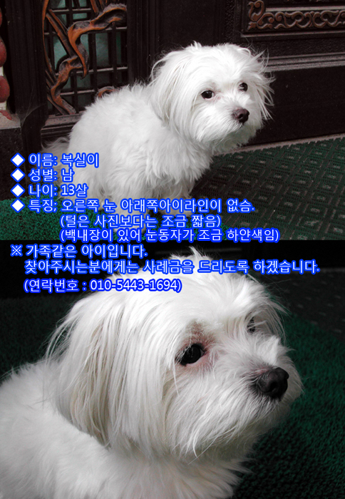 [서울시 동작구 상도동]복실이(흰색 말티즈)를 찾습니다. 사례금 드리겠습니다.
