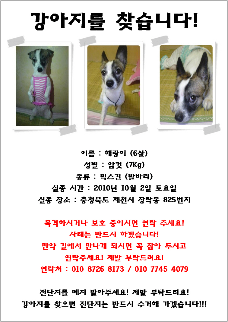 충청북도 제천시 발바리 믹스견 6~7kg 여 해랑이 ㅜㅜ 사례 100만원
