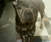 인천에서 샤페이를 찾습니다~!!!