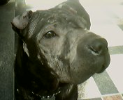 인천에서 샤페이를 찾습니다~!!!