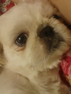 강동구 길동에서 올화이트 시츄를 찾습니다(페키처럼보이기도해요)