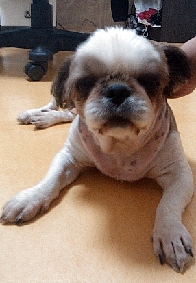 수원]시츄 여아 임보중입니다.