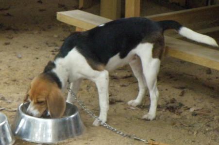 ★비글 여아 "다정이"를 찾습니다★ 도와주세요