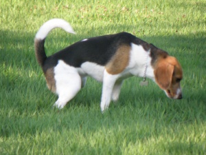 ★비글 여아 "다정이"를 찾습니다★ 도와주세요