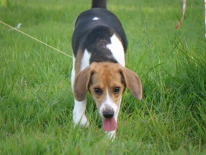 ★비글 여아 "다정이"를 찾습니다★ 도와주세요