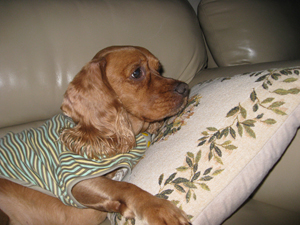 경기도 고양시 일산동구 장항동  갈색 코카스파니엘을 찾습니다 