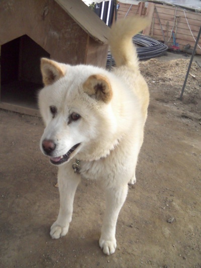 진도견을 찾고있습니다.