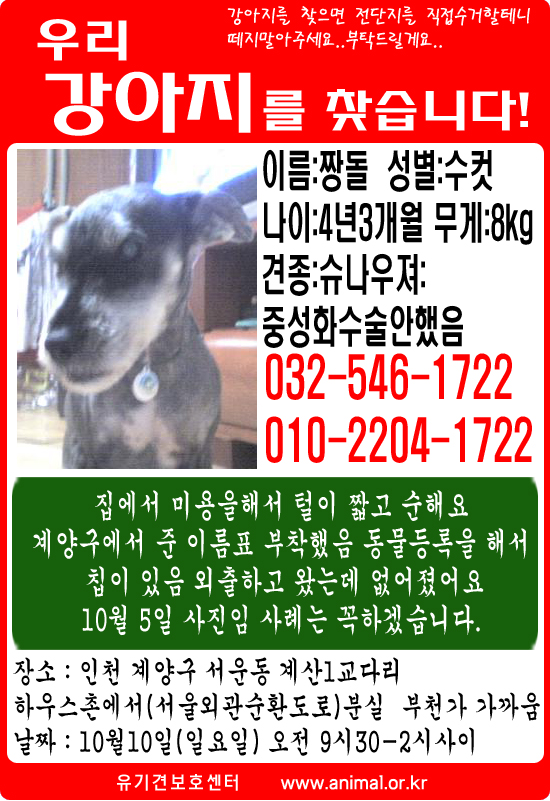 슈나우져(수컷)