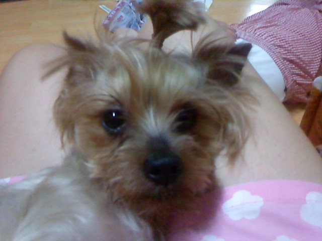 [경북경산] 요크셔테리어, 여, 7세 강아지를 찾습니다. 