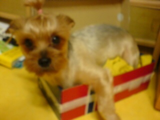 [경북경산] 요크셔테리어, 여, 7세 강아지를 찾습니다. 