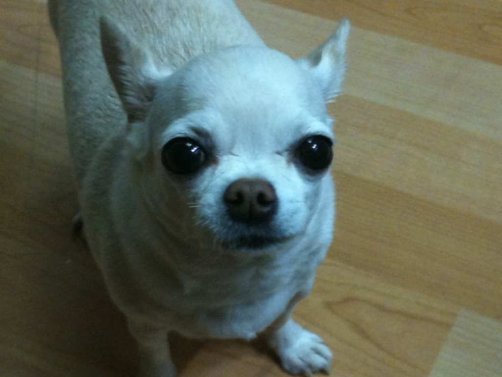 인천 부평구 흰색치와와를 찾습니다