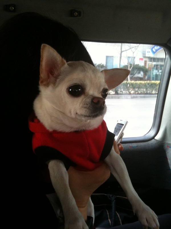 인천 부평구 흰색치와와를 찾습니다