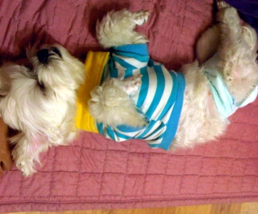 서울영등포양평2가 말티즈.여아.3살