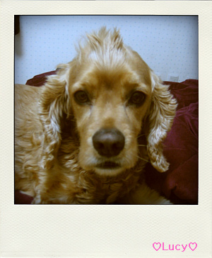 파주 교하신도시 뭉치를 찾습니다.ㅠ