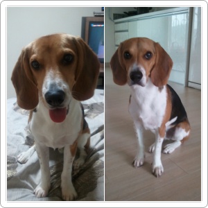 비글남아를 찾습니다