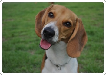 비글남아를 찾습니다