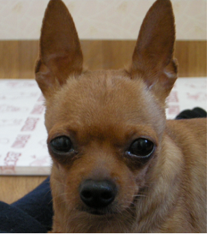 치와와 주인을 찾습니다.