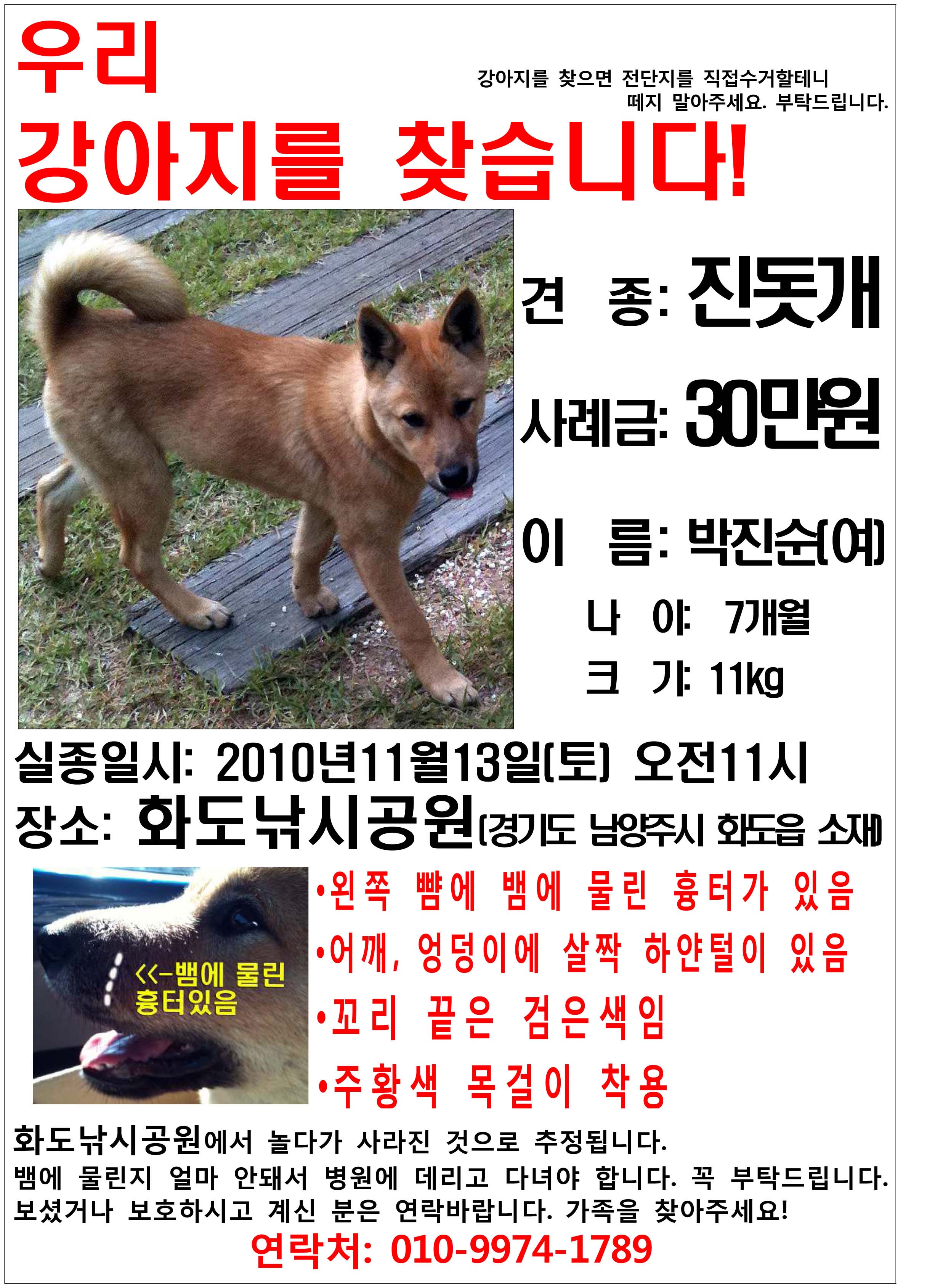 진도개(여) 남양주시 7개월 11월13일(토) 실종됐어요.