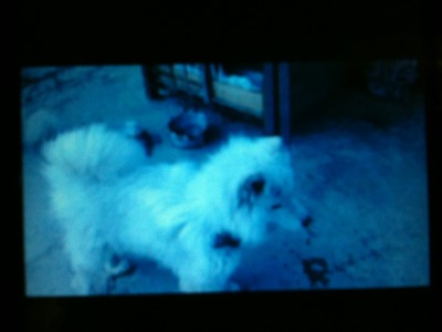 (대구)사모예드 지니를찾습니다!!!