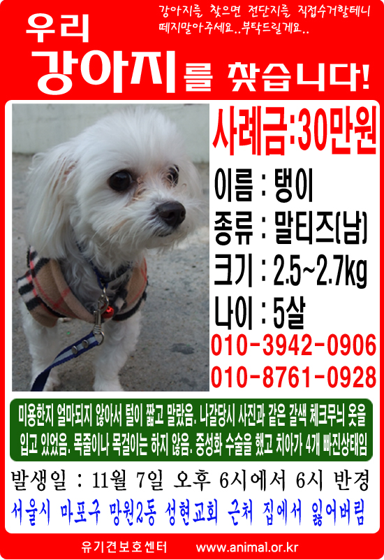 말티즈 찾아요!! 보시는은 꼭 연락 바랍니다 기다리고 있어요~