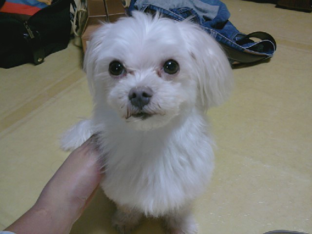 부산 중구 말티즈 남아 찾습니다