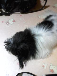 ★서울 성동구 하왕십리동. 흰/검 얼룩 강아지 찾습니다.★