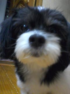 ★서울 성동구 하왕십리동. 흰/검 얼룩 강아지 찾습니다.★