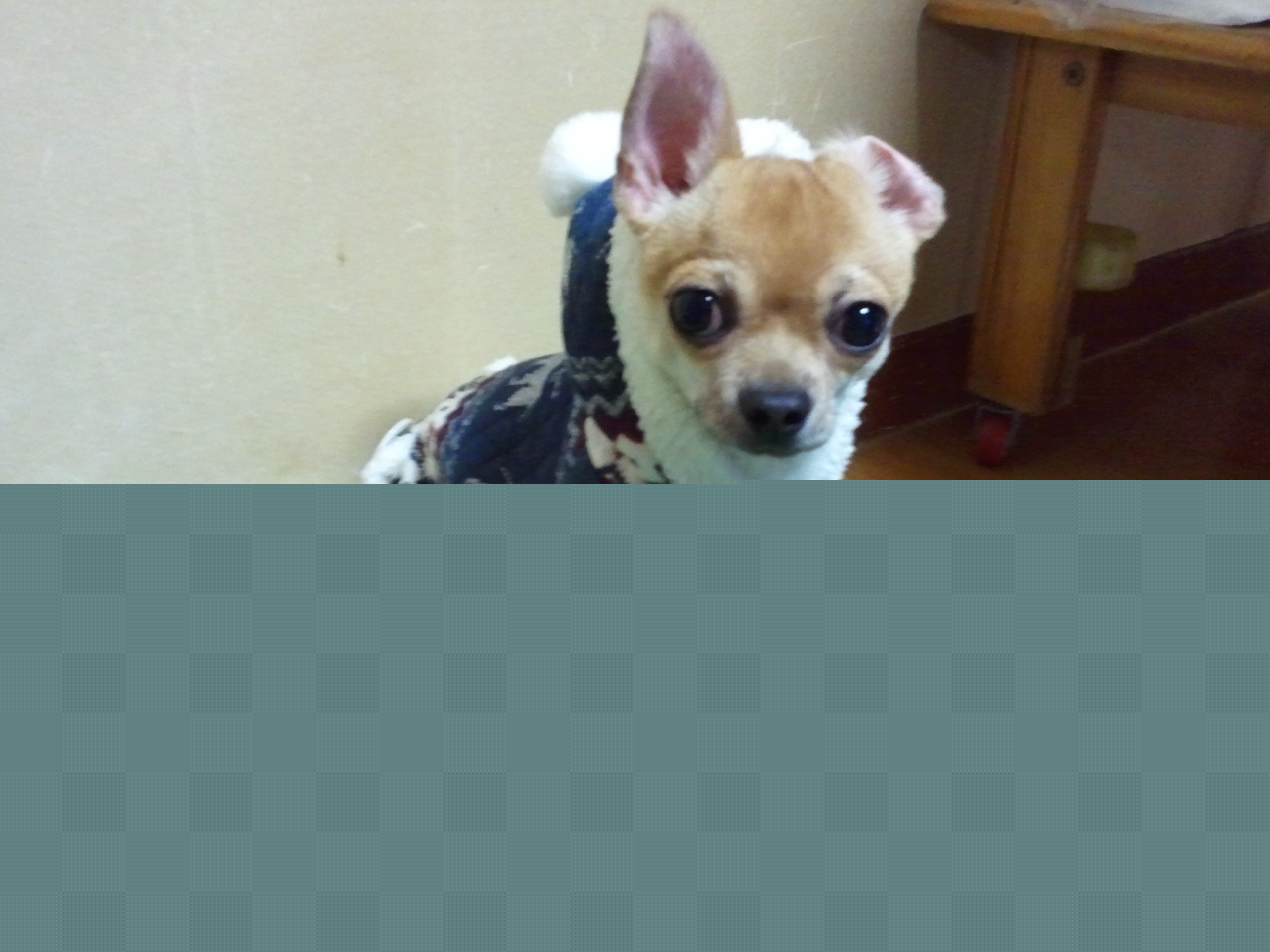 충주시 충주대 원룸 근처 갈색 치와와 찾습니다.