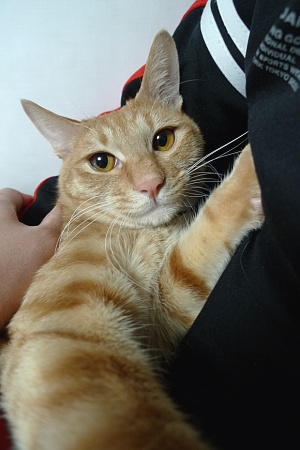 서울 성북구 정릉3동에서 잃어버린 노란 고양이 찾아요! (전단지첨부)