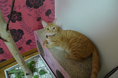 서울 성북구 정릉3동에서 잃어버린 노란 고양이 찾아요! (전단지첨부)