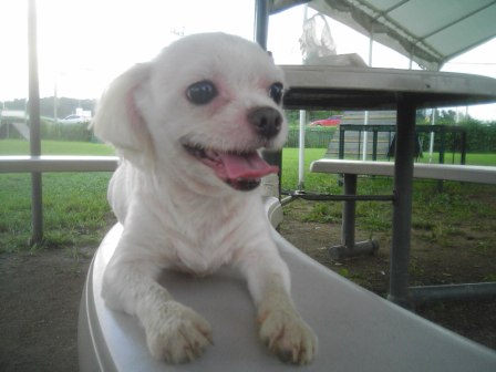 (사례금 300만원) 말티즈 수컷(중성화) 똘이 찾습니다.