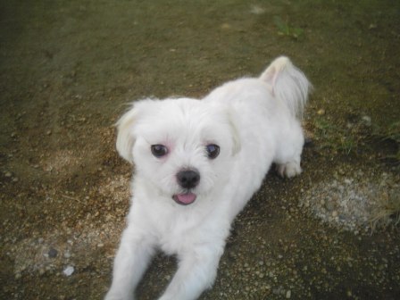 (사례금 300만원) 말티즈 수컷(중성화) 똘이 찾습니다.