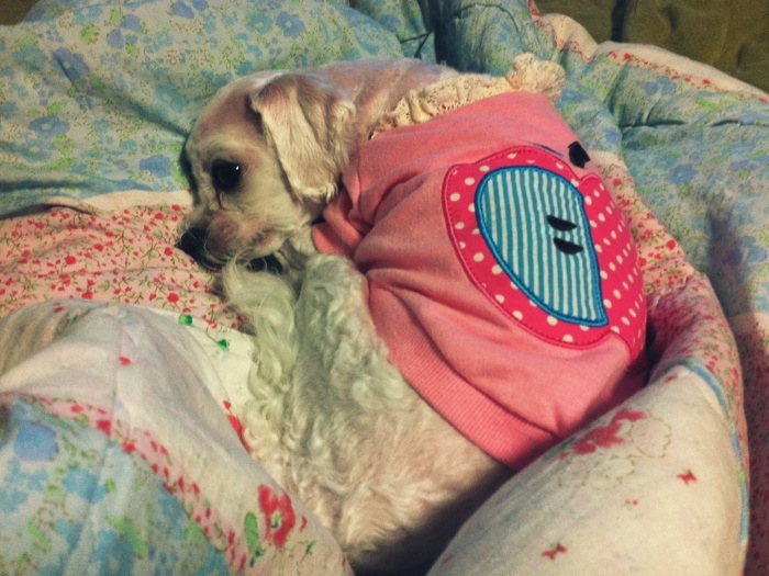 말티즈 흰색 수컷/안산 원곡동에서 실종, 분홍옷