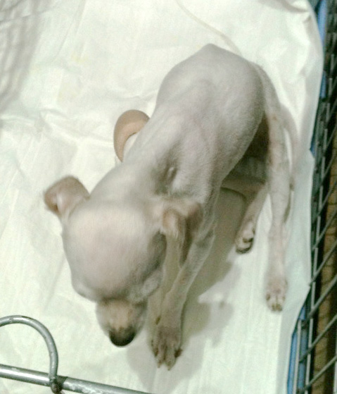 대전 대덕구에서 발견한 말티즈 여아입니다