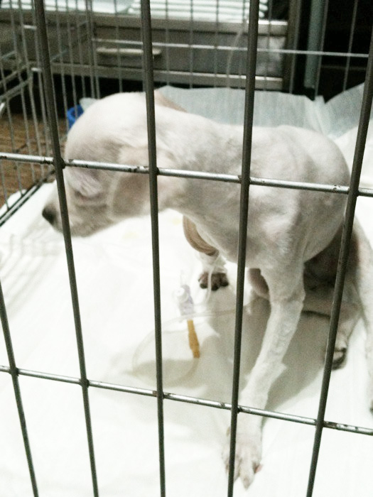 대전 대덕구에서 발견한 말티즈 여아입니다