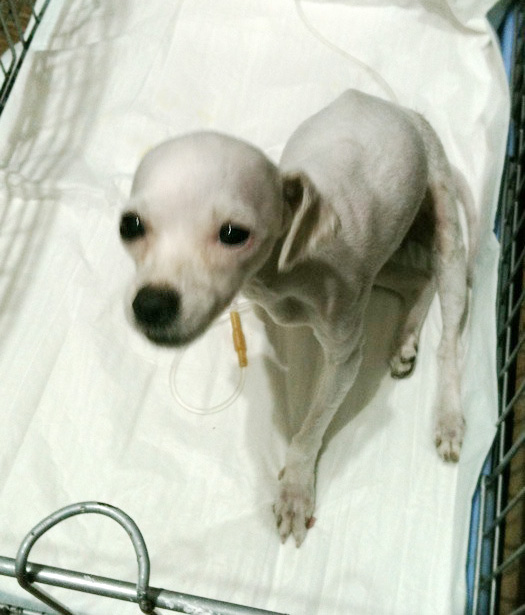 대전 대덕구에서 발견한 말티즈 여아입니다