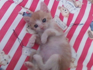 현재5개월 치즈태비 한국고양이 수컷,대림1동 877-35번지,구로디저털단지역부근.고양이 찾아요