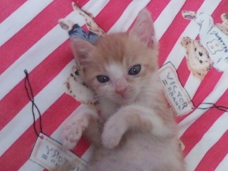 현재5개월 치즈태비 한국고양이 수컷,대림1동 877-35번지,구로디저털단지역부근.고양이 찾아요