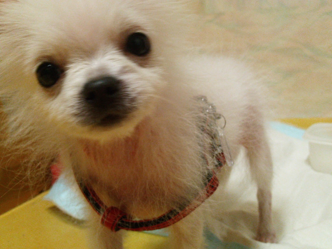 (의정부)강아지 보호중입니다. (흰색,믹스견,3-4개월)