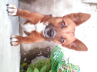 (부천시 원미구) 구름이를 찾아요 ''믹스견 갈색'' 가슴팍 턱시도모양(흰색)